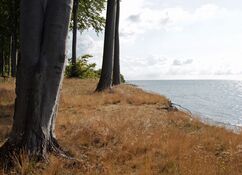 Blick von der Steilküste auf der Insel Falster hinaus auf die Ostsee, die hell-grau-blau mit ein wenig grün glitzert. Links sind die Stämme großer Bäume zwischen bräunlichen Gras stehend zu sehen.
