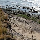 In der Luft hängende Baumwurzeln an einer Steilküste an seinem Sandstrand mit einzelnen großen Steinen.