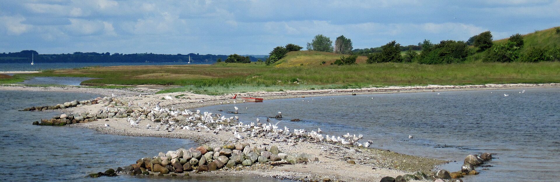 Eine friedliche Küstenszene im Als Fjord: der Sandstreifen ist teilweise mit Steinen befestigt und Möwen ruhen dort aus. Gras, grüne Bäume und bräunliche Strandpflanzen wechseln sich ab auf der ansteigenden Küste ab.