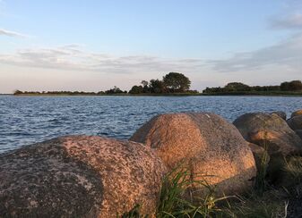 Blick auf die Insel Lyø im Abendlicht vom Anleger aus: im Vordergrund große Steine und hinter dem leicht welligen Wasser die Küste mit Bäumen im Halbschatten.